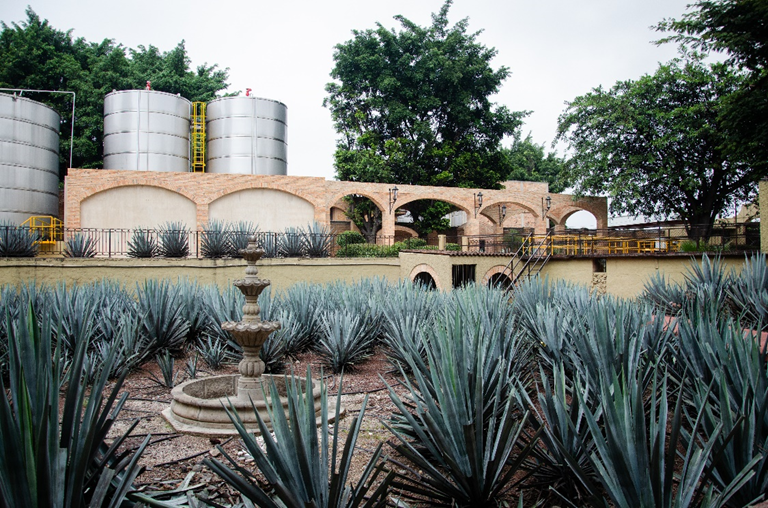 BORN IN AUSTIN.
ROOTED IN JALISCO.
 CRAFTED FOR MORE.